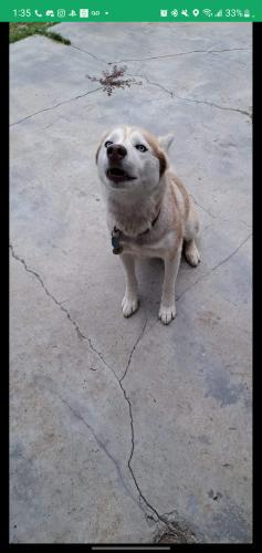 Lost Female Dog last seen Coronado ave, San Diego, CA 92154