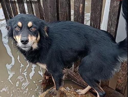 Lost Female Dog last seen Av Presidente Vargas, Arquipélago, RS 90090-000