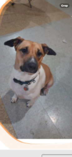 Lost Female Dog last seen Near County Rd., Route 16 Angelica, New York, Belmont, NY 14813