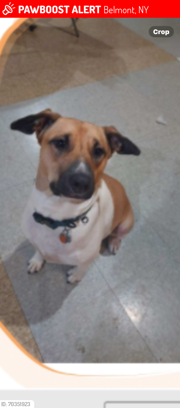 Lost Female Dog last seen Near County Rd., Route 16 Angelica, New York, Belmont, NY 14813