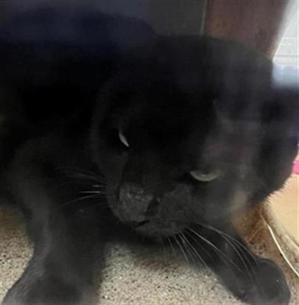 Shelter Stray Male Cat last seen TRAP ROCK WAY & KOKOMO DR, Sacramento, CA 95818
