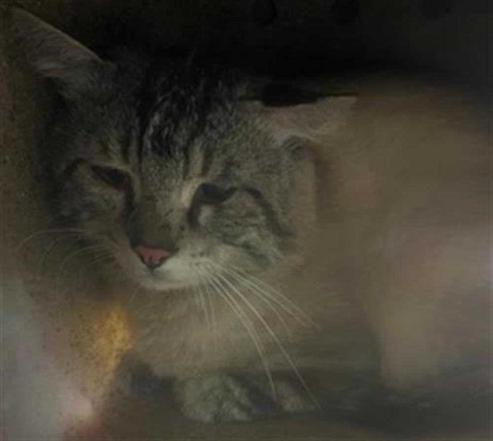 Shelter Stray Male Cat last seen TRAP ROCK WAY & KOKOMO DR, Sacramento, CA 95818