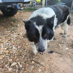 Reunited Male Dog last seen 1887Market st. Hempstead TX, Hempstead, TX 77445