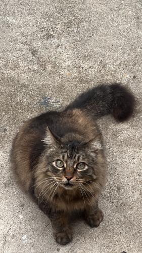 Lost Male Cat last seen Volterra apmt , La Mesa, CA 91942