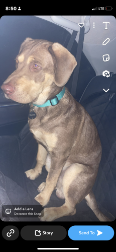 Lost Male Dog last seen Poor man’s flea market , Pitt County, NC 27889