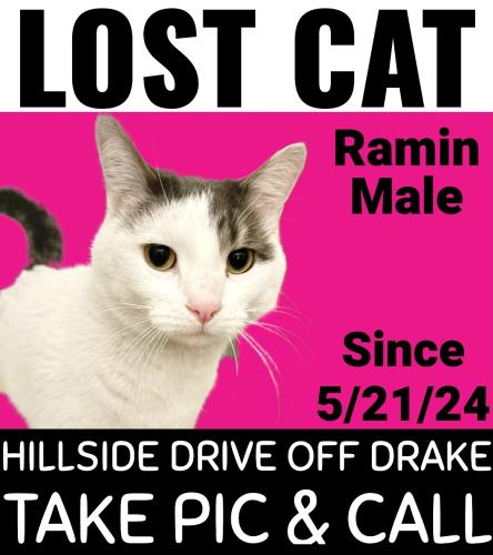 Lost Male Cat last seen Drake Rd & Grand River, Farmington Hills, MI 48335