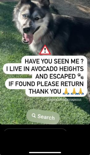 Lost Female Dog last seen Near 5th street , La Puente, CA 91746