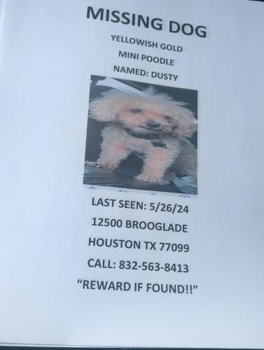 Lost Male Dog last seen Bissionett , Houston, TX 77099