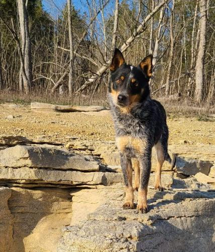 Lost Male Dog last seen Bryan Ln, Knoxville, TN 37921, Knoxville, TN 37921