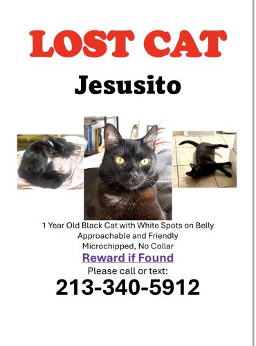 Lost Male Cat last seen Glendale and Sunset, Los Angeles, CA 90026
