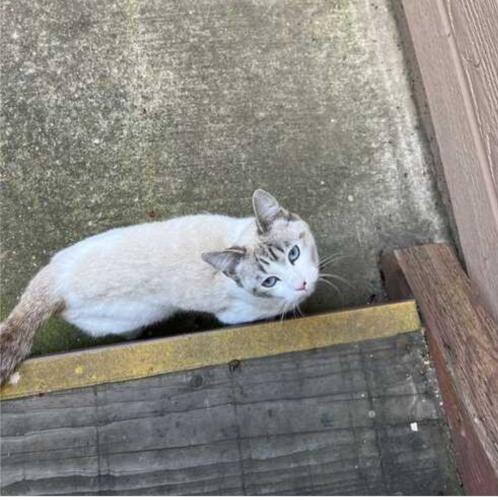 Lost Female Cat last seen Sunrise and Coloma, Rancho Cordova, CA 95670