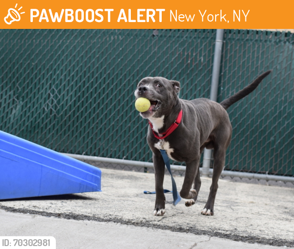 Shelter Stray Male Dog last seen 189-12 118th Ave, SAINT ALBANS, NY, 11412, New York, NY 11208