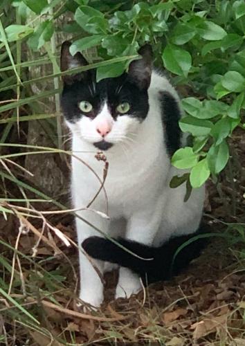 Lost Male Cat last seen Amity road, Coomera, QLD 4209