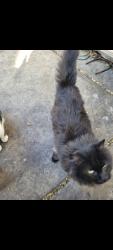 Lost Female Cat last seen N 83rd Drive and W El Camanito Drive , Peoria, AZ 85345