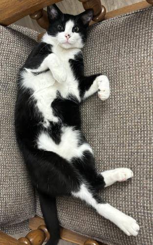Lost Male Cat last seen Twin Lakes Eastwood Dr Clifton Park ny, Clifton Park, NY 12065