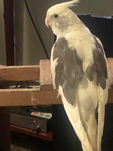 Lost Female Bird last seen 22nd and Griffiths Ave and 23rd st , Louisville, KY 40212