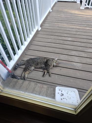 Lost Female Cat last seen Elmridge Dr, Amelia behind my hse in wooded area, Pierce Township, OH 45102