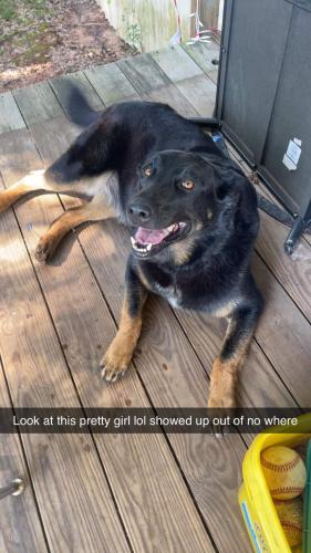 Lost Female Dog last seen Us hwy 175 Jacksonville Texas , Jacksonville, TX 75766