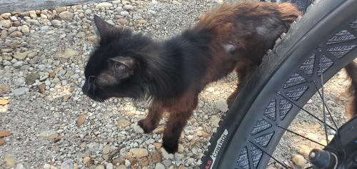 Lost Male Cat last seen Adams ave and poinsettia, Cape Canaveral, FL 32920
