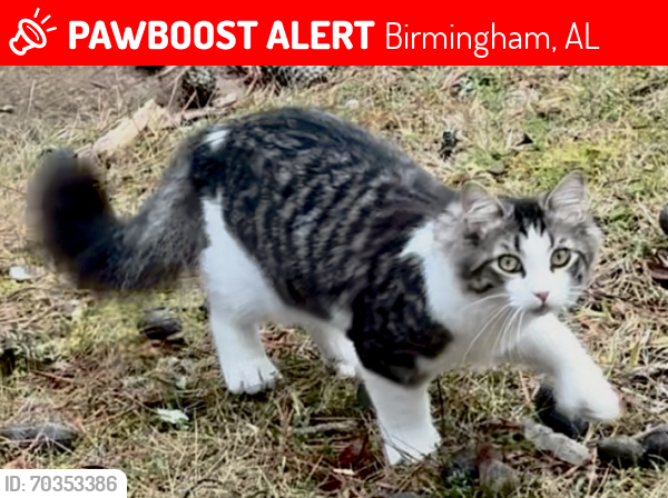 Lost Male Cat last seen 58th St S & Southcrest Rd, Birmingham, AL 35222