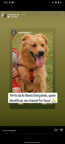 Lost Male Dog last seen Na Avenida bento Gonçalves perto do Miranda móveis , Partenon, RS 