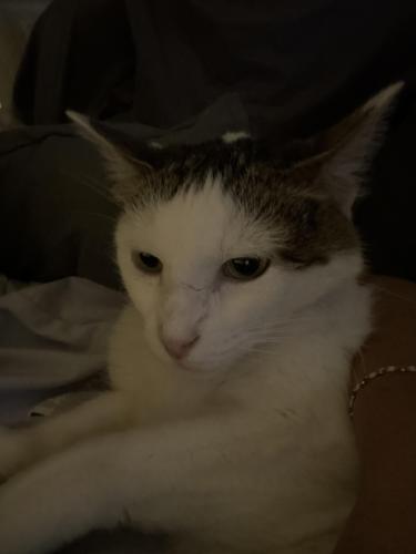 Lost Male Cat last seen Eagle and willow springs road , Haslet, TX 76052
