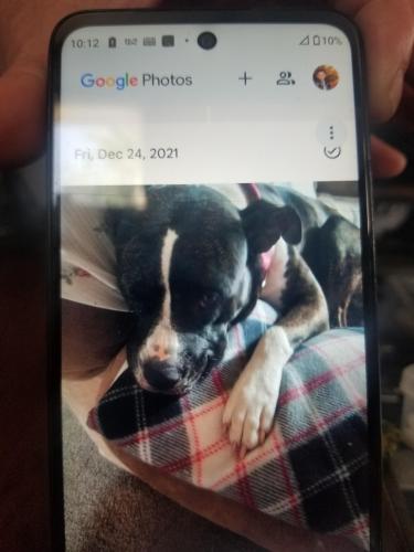 Lost Female Dog last seen Lemay ferry ,  Germania, St. Louis, MO 63111