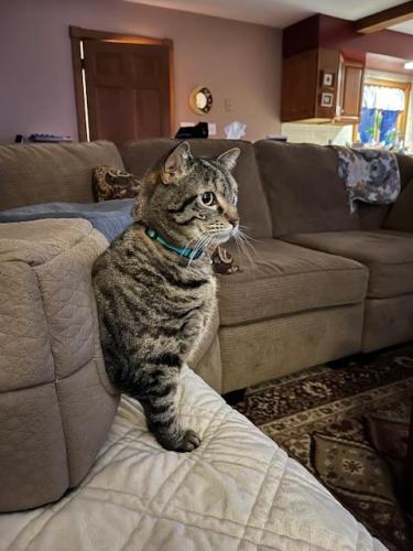 Lost Female Cat last seen Riverview Rd and Maria Ct, Rexford, Rexford, NY 12148