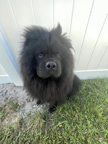 Lost Male Dog last seen Nw edgarton Terrance , Port St. Lucie, FL 34983