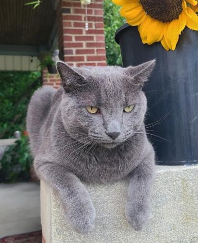 Lost Male Cat last seen Bluff Rd and Wakefield Dr , Greenwood, IN 46142