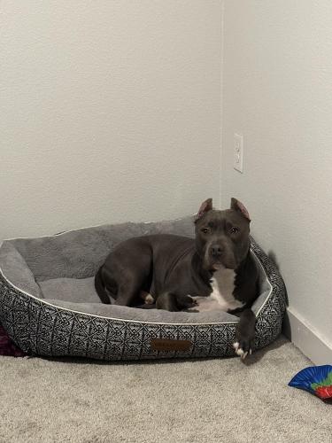 Lost Male Dog last seen Parkside apmts , Round Rock, TX 78664