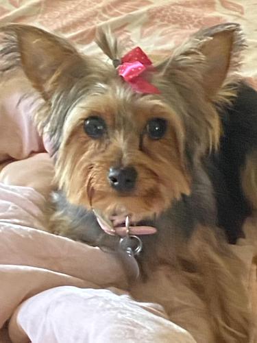 Lost Female Dog last seen Baltimore Pike , Clifton Heights, PA 19018