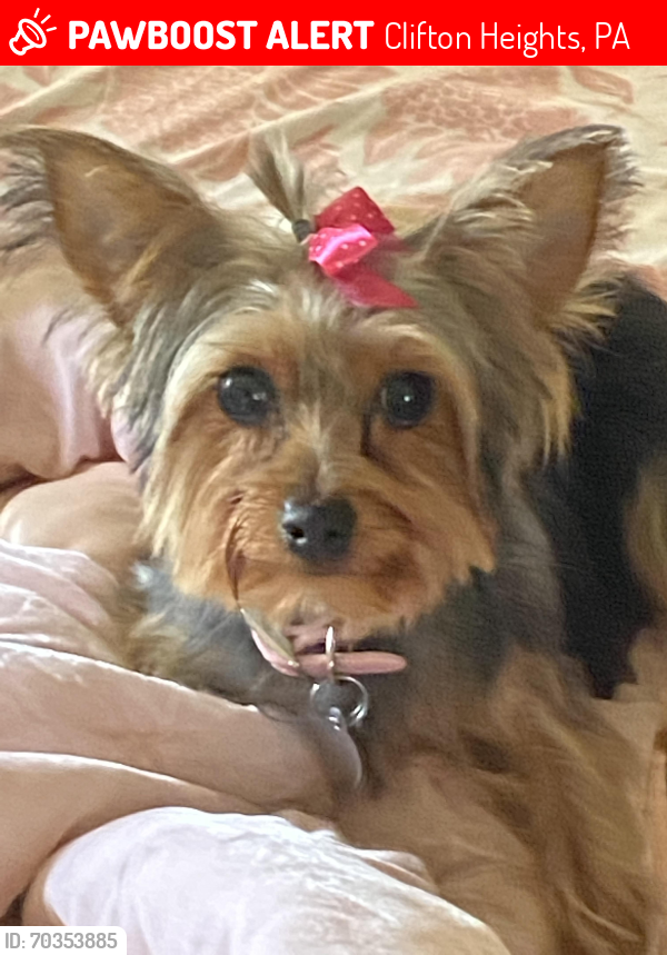Lost Female Dog last seen Baltimore Pike , Clifton Heights, PA 19018