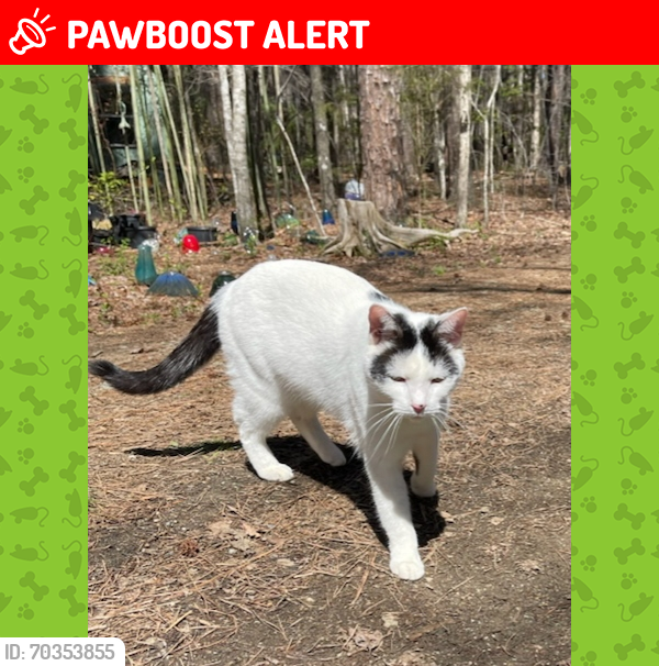Lost Male Cat last seen Gynnis Creek Drive and Iron Cross Creek Rd, Chatham County, NC 27559