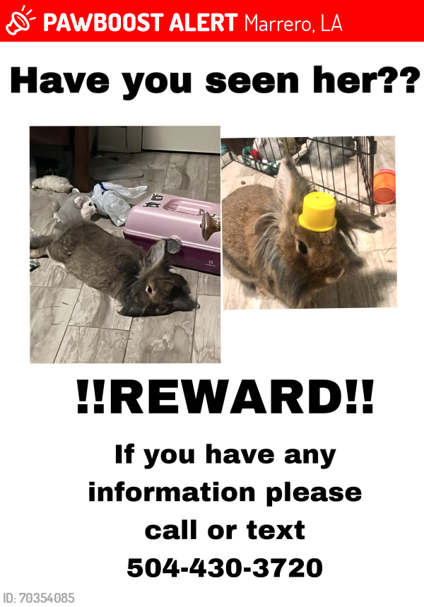 Lost Female Rabbit last seen Barataria Blvd, Marrero, LA 70072