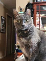 Lost Female Cat last seen Sleepy Hollow Dr, Crestwood Dr, Shirley, NY 11967