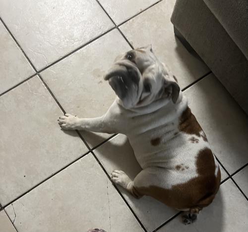 Lost Female Dog last seen Congress and 2nd Ave , Lake Worth Beach, FL 33461