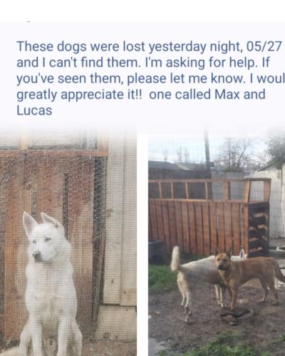 Lost Male Dog last seen North highlands , Lincoln, CA 95648