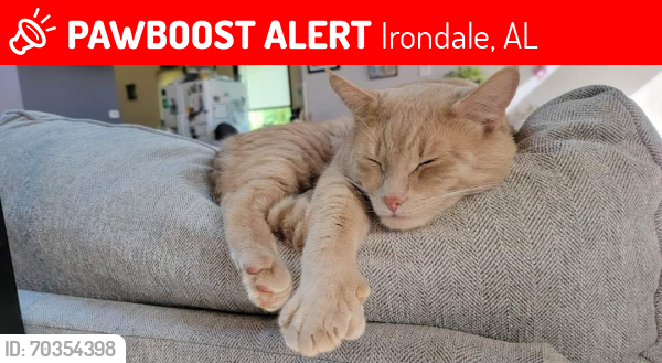 Lost Male Cat last seen Bermuda Rd/Belmont Rd, Irondale, AL 35210