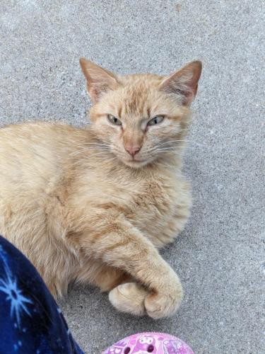 Lost Unknown Cat last seen Wendy's off of muegge road, St Charles, MO 63303