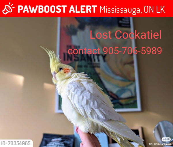 Lost Female Bird last seen Erin Mills Parkway & QEW, Mississauga, ON L5K