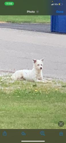 Lost Female Dog last seen Near Idlewild Dr, Columbus, OH 43232, Columbus, OH 43232