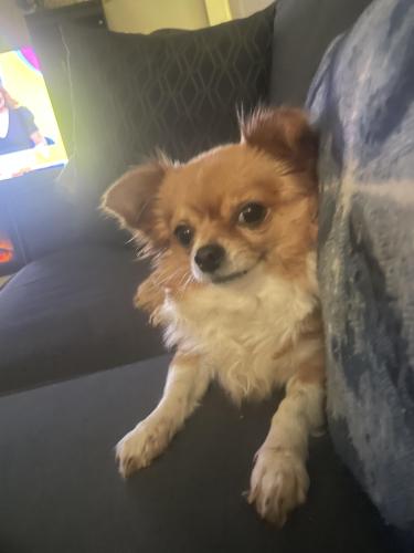 Lost Female Dog last seen Garden st and Albany ave, Hartford, CT 06120