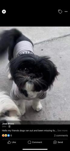 Lost Female Dog last seen Anna street, West Sacramento, CA 95605