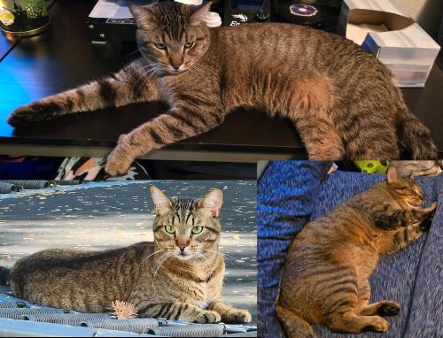 Lost Male Cat last seen Near S 6000 W, West Valley City UT, West Valley City, UT 84128