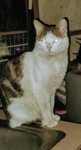 Lost Male Cat last seen Corner of e. 70th and Roosevelt , Tacoma, WA 98404