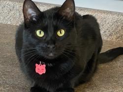 Reunited Female Cat last seen Fitzsimons Parkway , Aurora, CO 80011