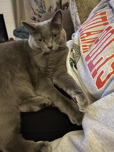 Lost Female Cat last seen Gray Pond Court-Sherman Drive Indpls 46237, Indianapolis, IN 46237