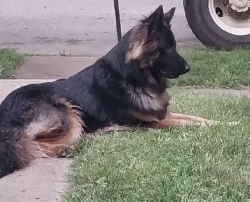 Lost Male Dog last seen 25th and Keystone , Indianapolis, IN 46218