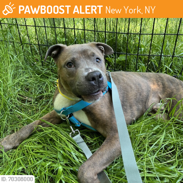 Shelter Stray Male Dog last seen 102nd Street, NEW YORK, NY, 10029, New York, NY 10029